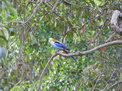 Platycercus adscitus