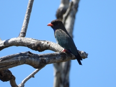 Eurystomus orientalis