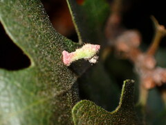 Atrusca clavuloides