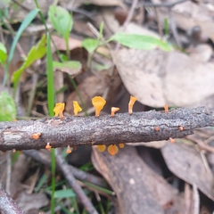 Dacrymycetaceae