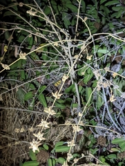 Malacothamnus fasciculatus