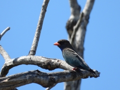 Eurystomus orientalis