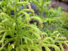 Lycopodium deuterodensum