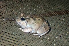 Platyplectrum ornatum