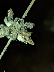 Malacothamnus fasciculatus