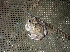 Platyplectrum ornatum