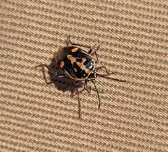 Bagrada hilaris