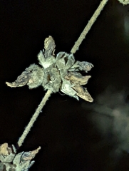 Malacothamnus fasciculatus