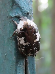 Protaetia aurichalcea