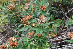 Trifolium lupinaster