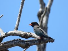 Eurystomus orientalis