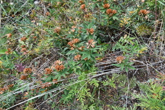 Trifolium lupinaster