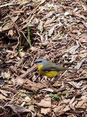 Eopsaltria australis