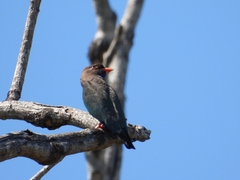 Eurystomus orientalis