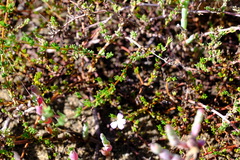 Frankenia pauciflora