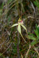 Caladenia orientalis