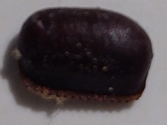 Periplaneta americana