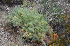 Phlojodicarpus sibiricus