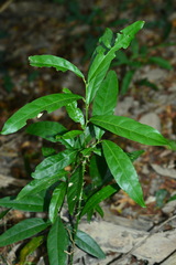 Capparis micracantha