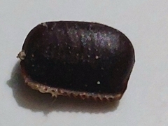 Periplaneta americana
