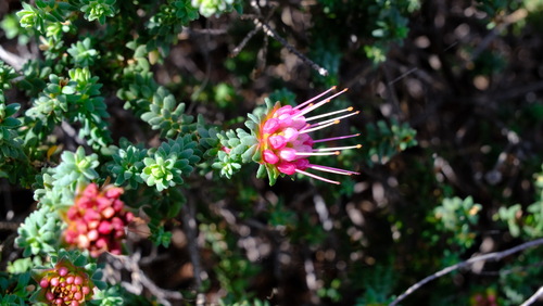 Darwinia oldfieldii