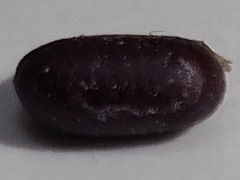 Periplaneta americana