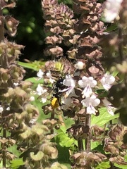 Megachile mendica