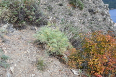 Phlojodicarpus sibiricus