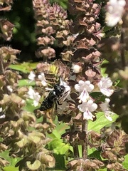 Megachile mendica