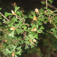 Pultenaea scabra