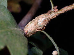 Andricus chrysolepidicola