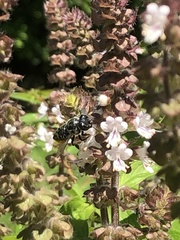 Megachile mendica
