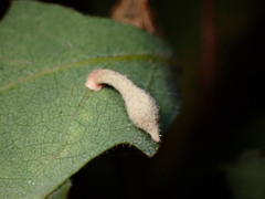 Atrusca clavuloides