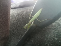 Hierodula tenuidentata