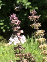 Megachile mendica