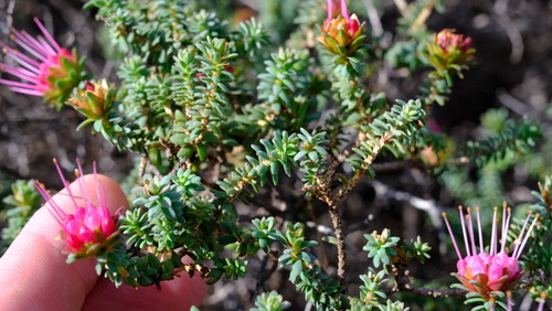 Darwinia oldfieldii, photograph 1