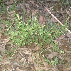 Pultenaea scabra