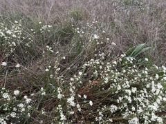 Pimelea glauca