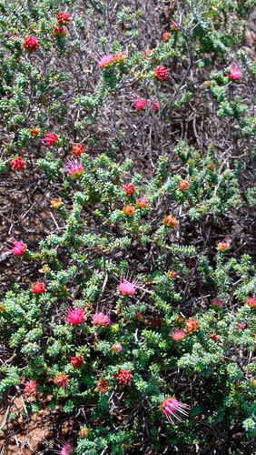 Darwinia oldfieldii, photograph 2