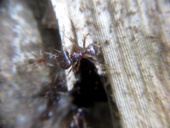 Pheidole nodus