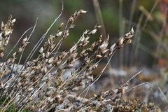 Oxytropis coerulea