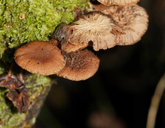 Psathyrella echinata