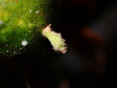 Atrusca clavuloides