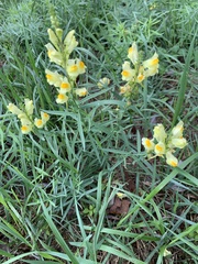 Linaria