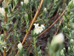 Pimelea glauca