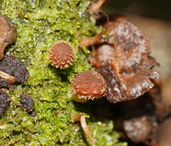 Psathyrella echinata