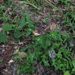 Spermacoce mauritiana