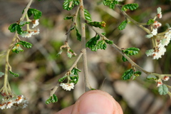 Spyridium parvifolium