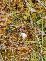 Eriophorum vaginatum