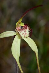 Caladenia orientalis